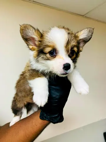Cute Corgi Puppy Available — Young, Healthy, Ready for Home