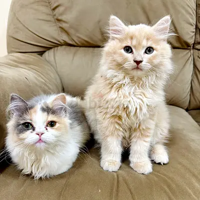 Persian Cat for Adoption