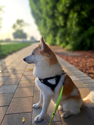 Shiba Inu x Pomeranian – Free to Good Home, Dubai
