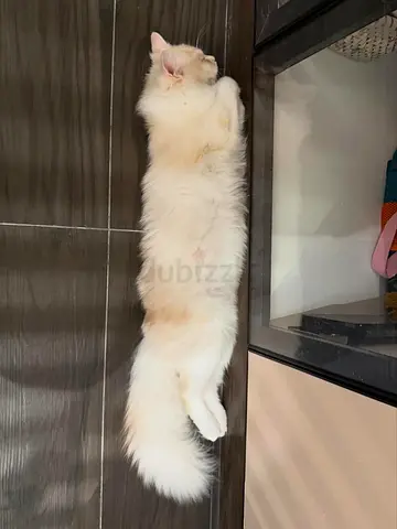 A beautiful trained cat looking for new home