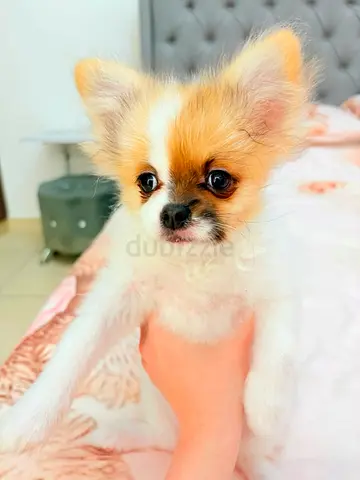 Tiny Pomeranian/Papillon-looking Puppy — Friendly, Healthy