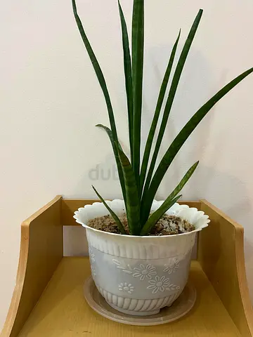 Sansevieria (Snake Plant) in Decorative Pot - Healthy Indoor Plant
