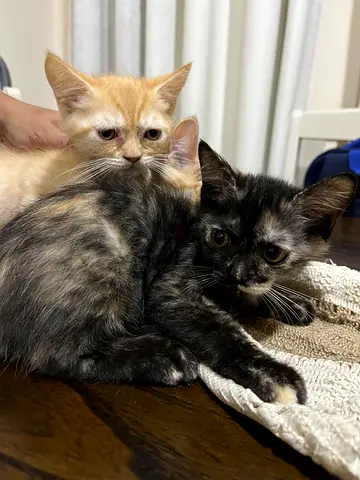 Cats for free adoption