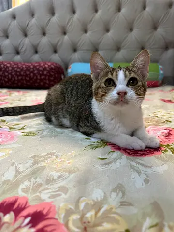Rescued Friendly male kitten tabby-and-white. available for adoption.
