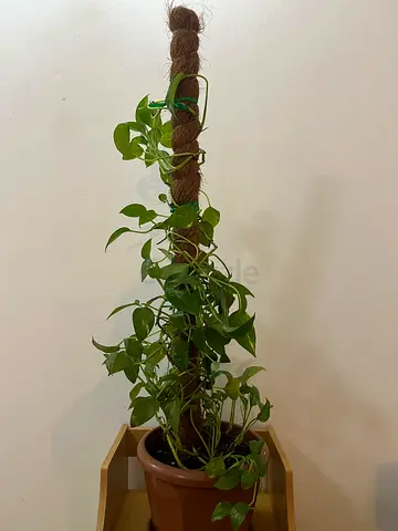 Healthy Pothos (Epipremnum) on Moss Pole - Easy Indoor Climber