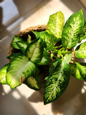 Indoor plant bundle dieffenbachia with seagrass basket