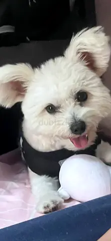 Friendly small white dog — looking for a new home (ready to join family) well trained and vaccinated
