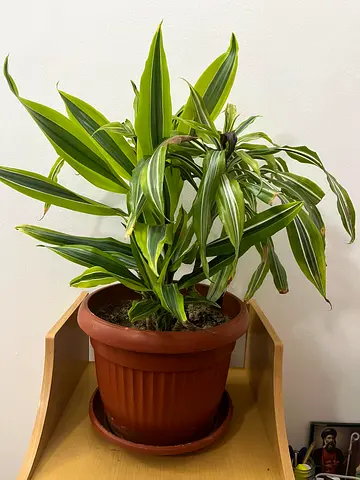 Healthy variegated indoor potted plant (approx. 25cm pot) — ready to rehome