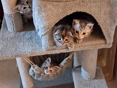 4 Kittens for free adoption