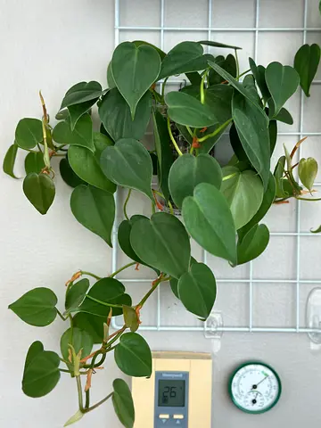 Heartleaf Philodendron (Philodendron scandens) - Healthy Hanging Vine