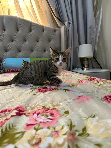 Rescued Friendly young tabby male kitten. Available for adoption.