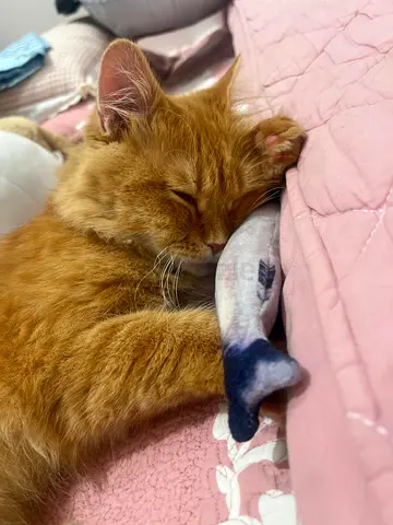 A beautiful trained cat looking for new home