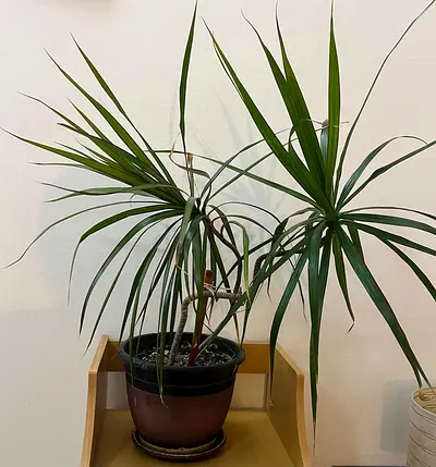 Dracaena Marginata (Dragon Tree) Potted Indoor Plant - Healthy, Large