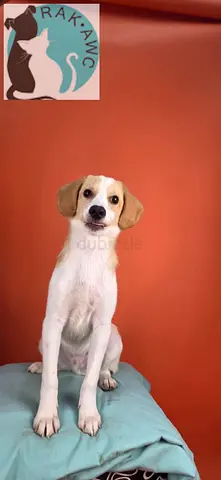 Adorable PUGGLE