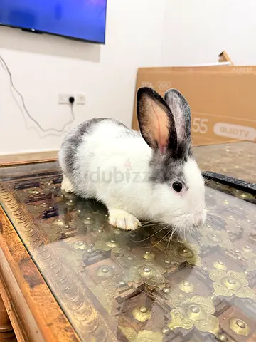 Rabbit