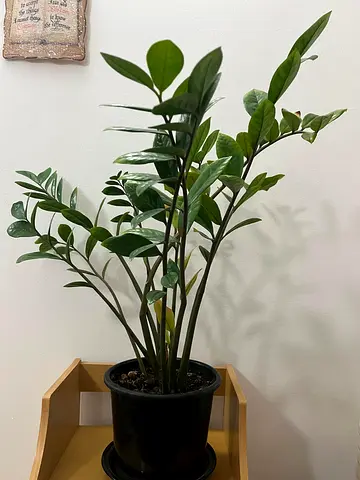Healthy ZZ Plant (Zamioculcas zamiifolia) in 15cm Pot - Easy Care Indoor Plant