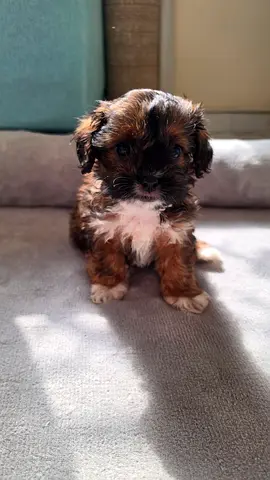CHARMING & LOVING MALTIPOO PUPPIES
