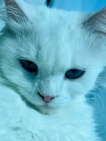 Cats for Adoption