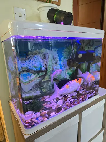 90L Aquarium with Japanese Koi Fish