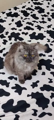Friendly long-haired grey cat - looking for a new home