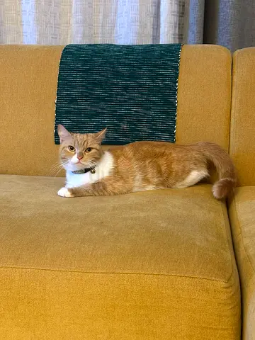 Friendly young orange & white cat available for adoption