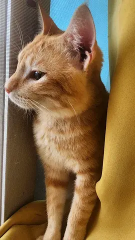 Kitty in need of urgent adoption!!!!