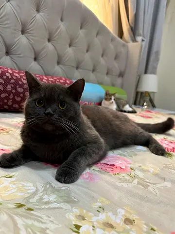Rescued Friendly British Shorthair Grey Male Cat, up for adoption.