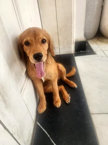 GOLDEN COCKER (mini golden retriever) 4 month puppy FEMALE