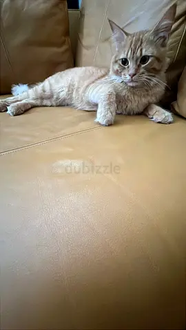 Friendly young ginger cat looking for a new home