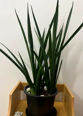 Sansevieria (Snake Plant) in Black Pot - Healthy Indoor Plant