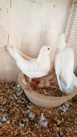 دبي الخوانيج٢