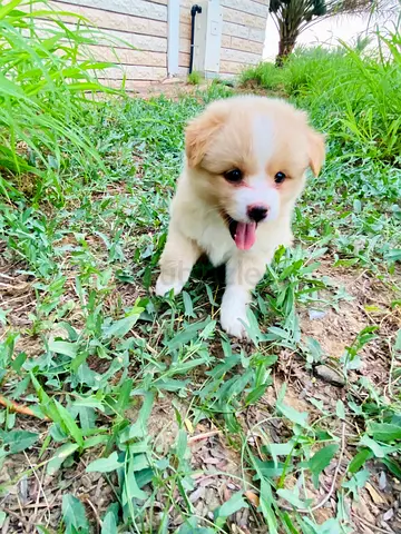 Adorable standard pomeranian puppies