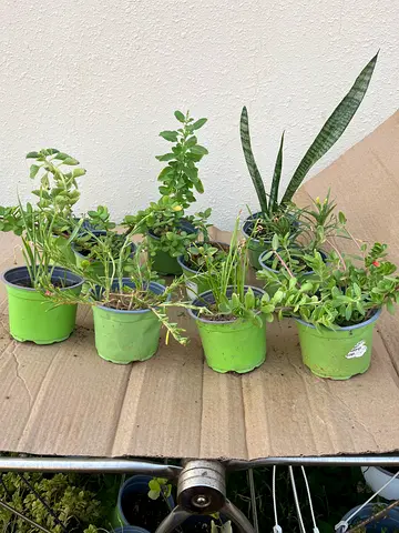 Collection of small indoor potted plants (10 pots) - assorted succulents & snake plant