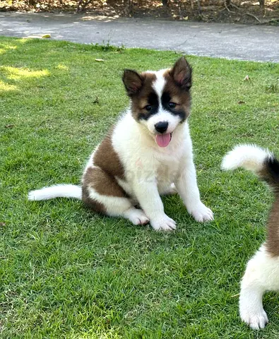 Thai Bangkaew Puppies