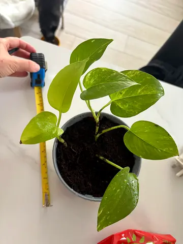 Pothos Plant 20cm