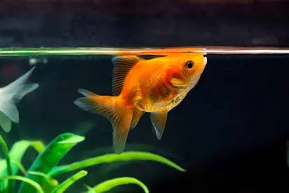Fish for Adoption – 100% Free - Single Orange Fancy Goldfish