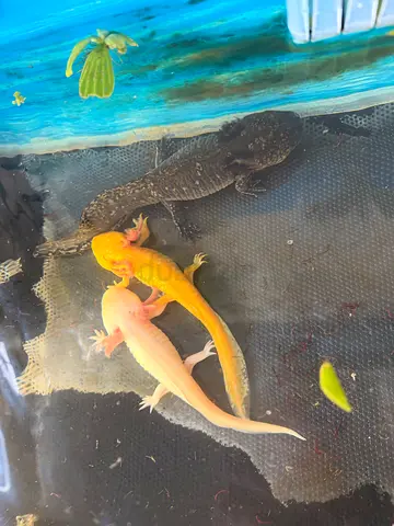 Axolotls Looking for New Home — Change of Plans