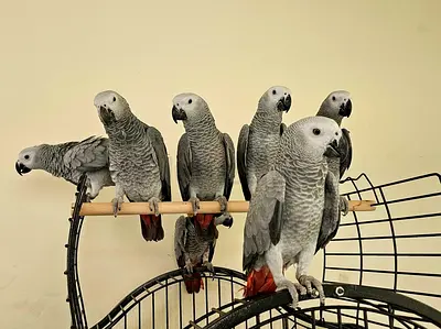 Talking Casco Parrots