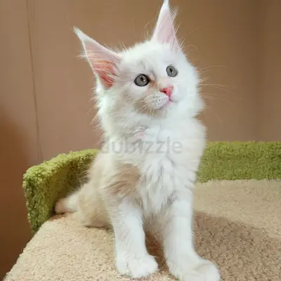 Mainecoon Kittens Available For Forever Adoption