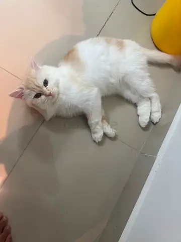 Cats