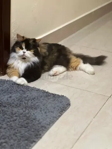Calico long-haired female cat — friendly, indoor , free adoption . No fees