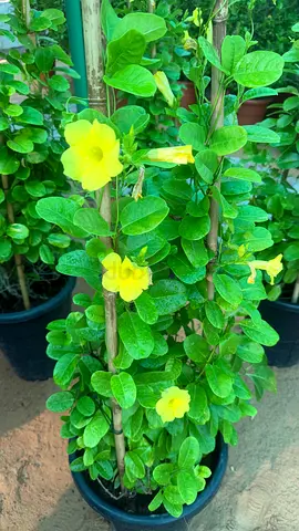 Yellow Mandevilla ~ Yellow Bell Climber
