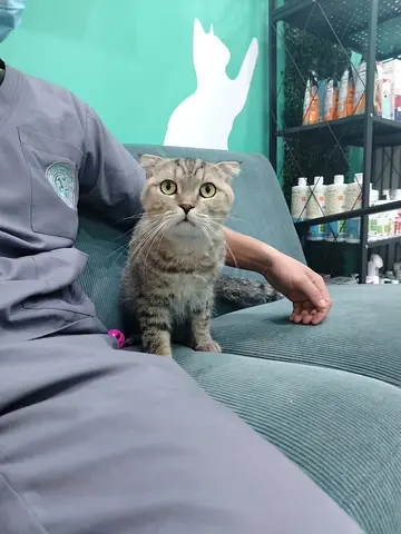 FREE FOR ADOPTION(Scottish fold male )