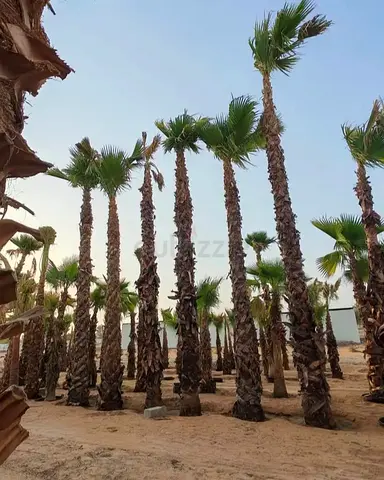 Potted Palm Trees Collection – Washington Palms, Ready for Landscaping