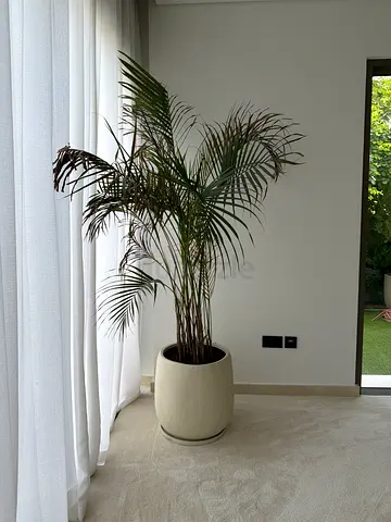 Indoor plant