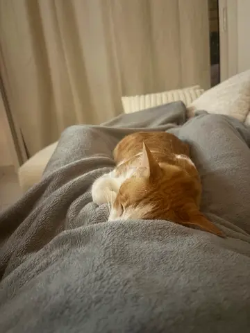 Cat rehoming