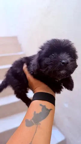3-week-old black mixed-breed puppy — friendly and playful