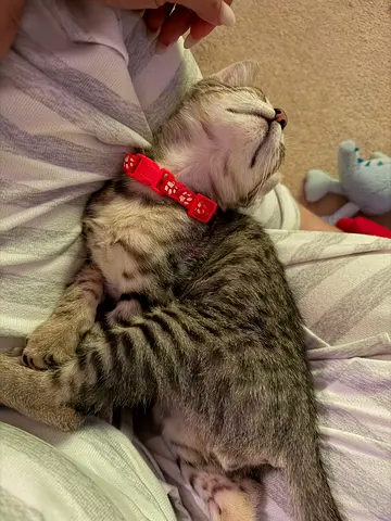 Boy tabby cat