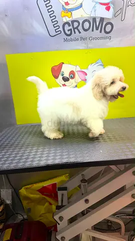 Small white fluffy dog - friendly and groomed, ready for rehoming