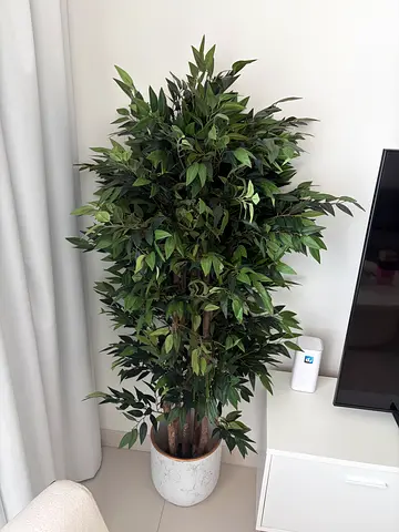 Plants